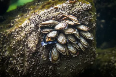 Illustration strike - Image 1