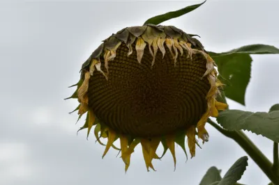 Illustration drooped - Image 1