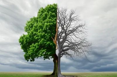 Illustration cloven - Image 1