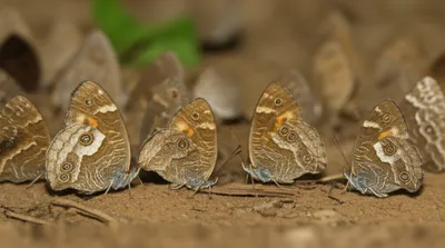 Illustration brown - Image 1