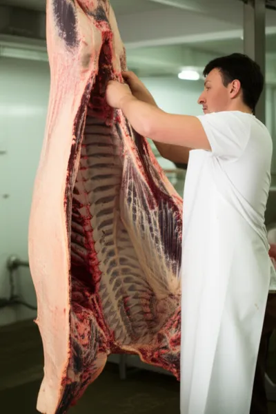 Illustration paunched - Image 1