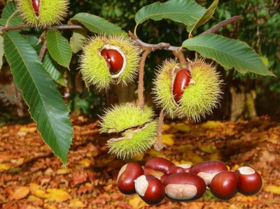 Illustration chestnut - Image 1