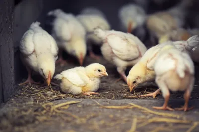 Illustration yellow - Image 1