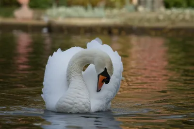 Illustration tosses - Image 1