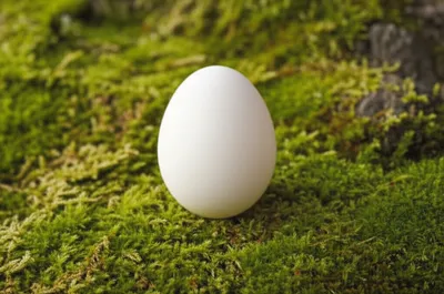 Illustration ovate - Image 1