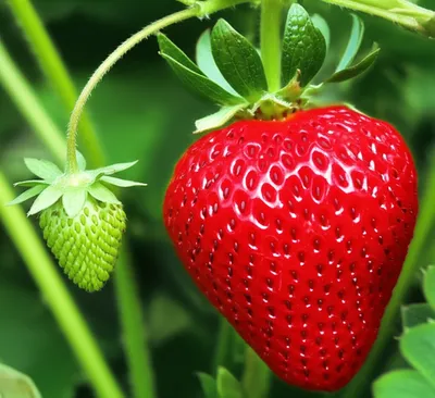 Illustration unripe - Image 1