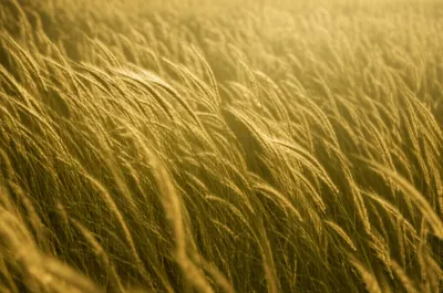 Illustration undulate - Image 1