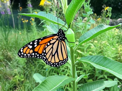 Illustration naturalizes - Image 1