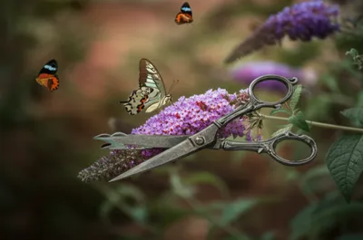 Illustration clippers - Image 1