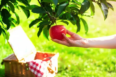 Illustration conveniently