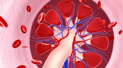 Illustration perfusing - Image 1