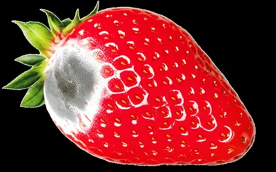 Illustration spoilage