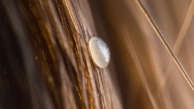 Illustration nit - Image 1