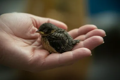 Illustration wee - Image 1