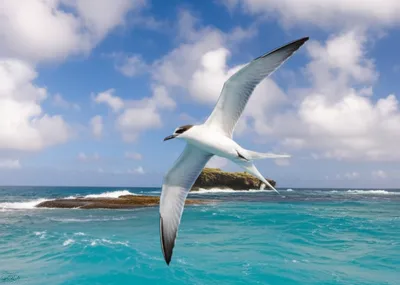 Illustration tern - Image 1