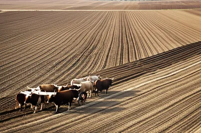 Illustration plow - Image 1