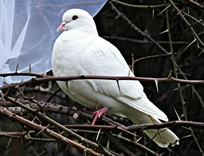 Illustration belies - Image 1