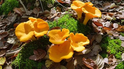 Illustration chanterelle