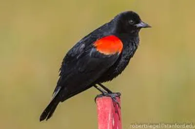 Illustration blackbird - Image 2