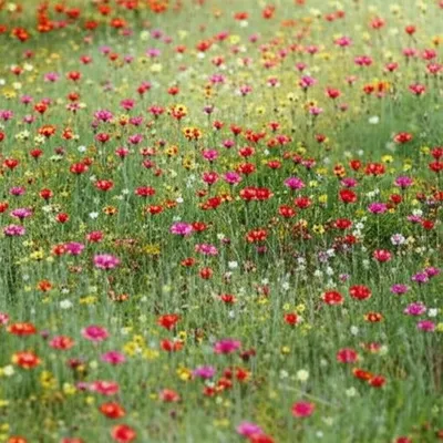 Illustration shotguns - Image 1