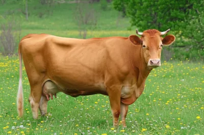 Illustration springers - Image 1