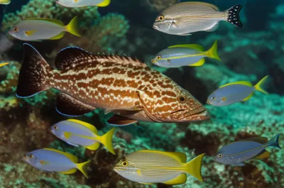 Illustration perch - Image 1