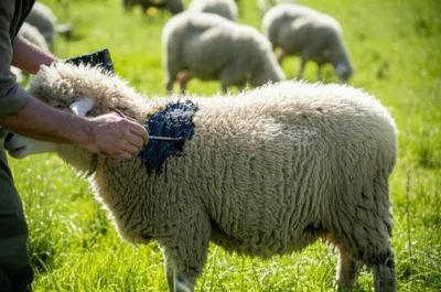 Illustration bastes - Image 1