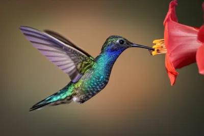 Illustration article - Image 1