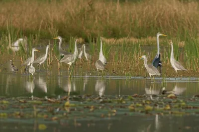 Illustration rails - Image 1