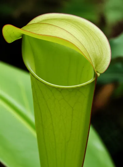 Illustration pitcher - Image 1