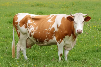 Illustration spring - Image 1