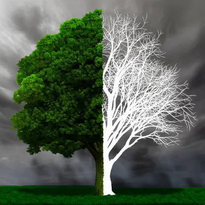 Hình ảnh minh họa skeletonises - Ảnh 1