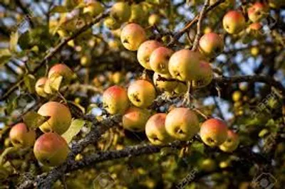 Illustration prolific - Image 2