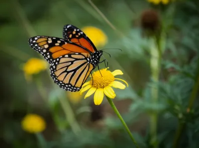 Illustration catching - Image 1