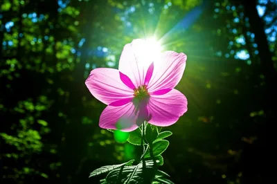 Illustration sincerity