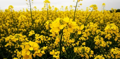 Illustration mustard - Image 1