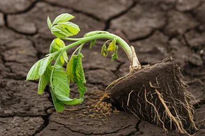 Illustration springs