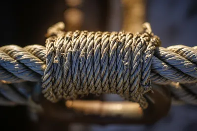 Illustration grafts - Image 1