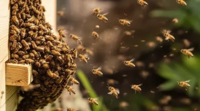 Illustration hives - Image 1