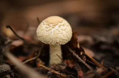 Illustration button - Image 1