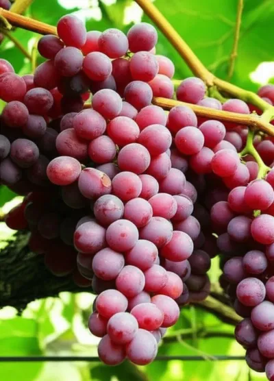 Illustration bunches - Image 2