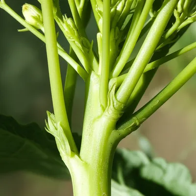 Illustration peduncles - Image 1