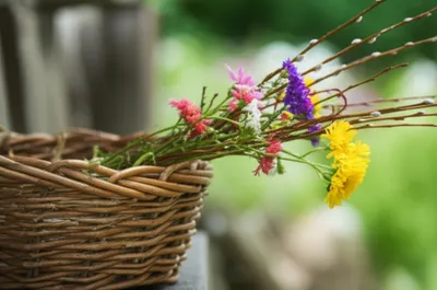 Illustration withies - Image 1