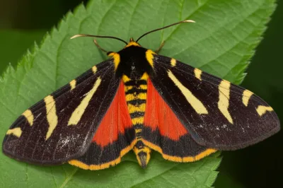 Illustration tigers - Image 1