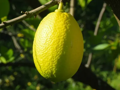 Illustration citron - Image 1