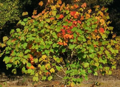 Illustration sassafras - Image 1