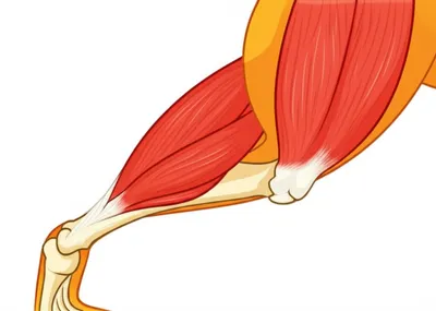 Illustration muscles