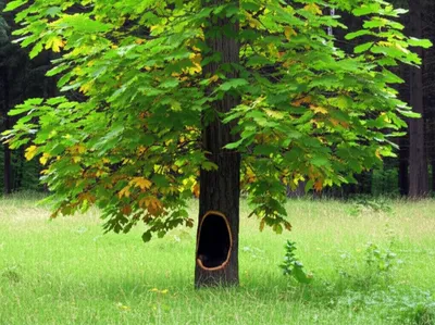 Illustration girdling - Image 1