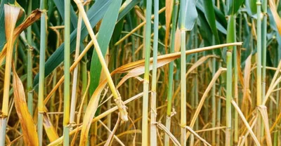 Illustration gout - Image 1