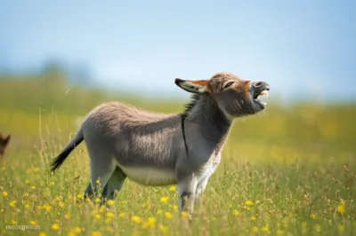 Illustration hinny - Image 1